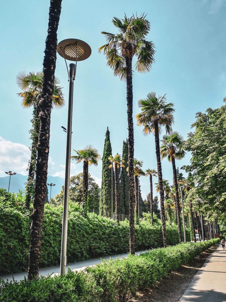 Mediterranes Flair in Riva del Garda am nördlichen Gardasee in Italien: Das Bild zeigt die Via Hermann Sudermann, eine von hohen Palmen gesäumte Allee, die in die Altstadt von Riva del Garda führt