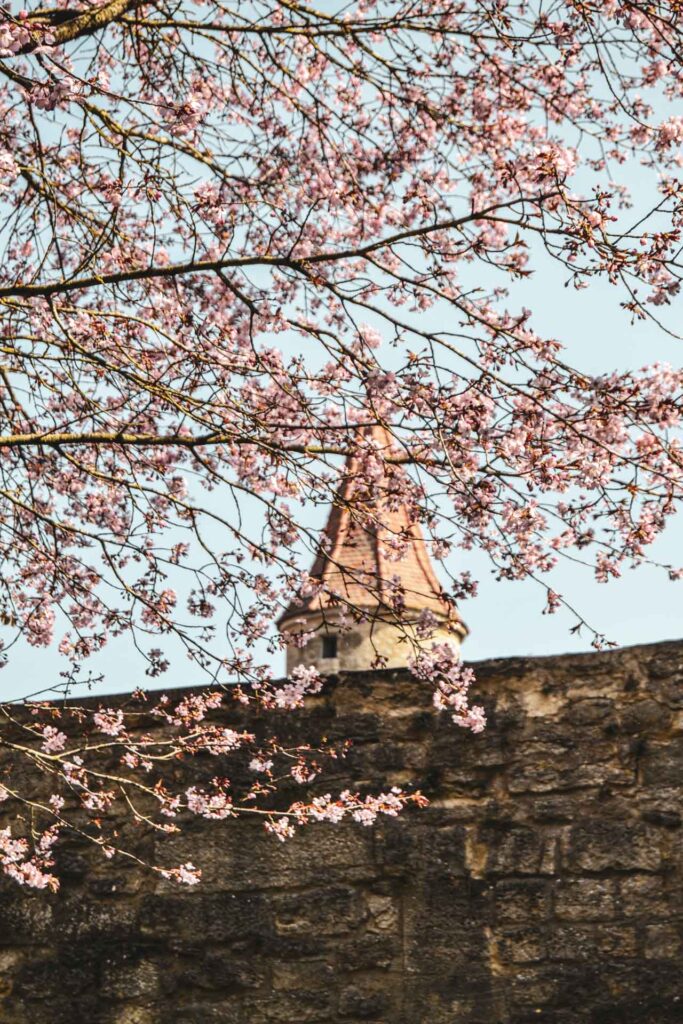 Rothenburg ob der Tauber: Blick auf die Stadtmauer und einen Turm durch rosafarbene Frühlingsblüten hindurch