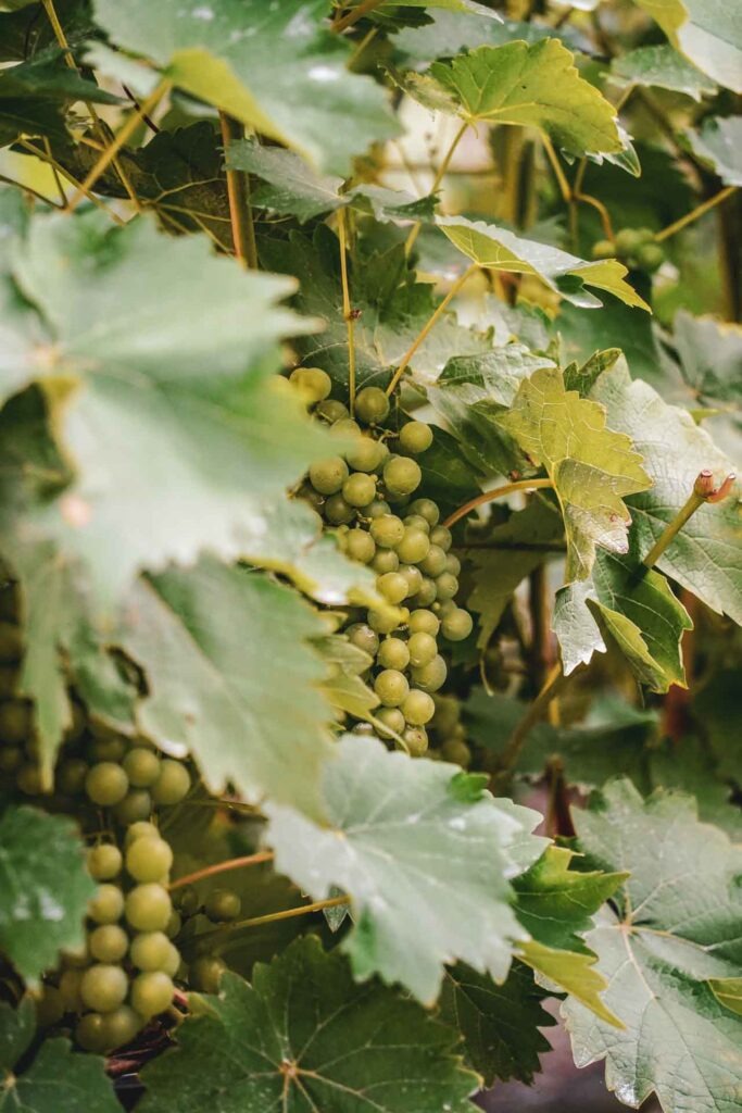 Foodtipps Würzburg: Frankenwein erleben: Das Weingut Juliusspital direkt in der Altstadt. Weinstöcke mit grünen Weinreben für Weißwein Foodtipps Würzburg: Frankenwein erleben: Das Weingut Juliusspital direkt in der Altstadt. Weinstöcke mit grünen Weinreben für Weißwein im Sommer