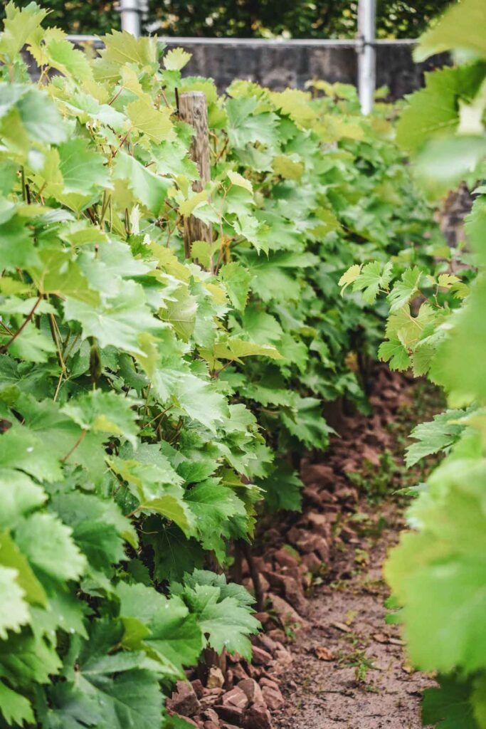 Foodtipps Würzburg: Frankenwein erleben: Das Weingut Juliusspital direkt in der Altstadt. Grüne Weinstöcke auf Gesteinsboden fränkischer Trias im Sommer