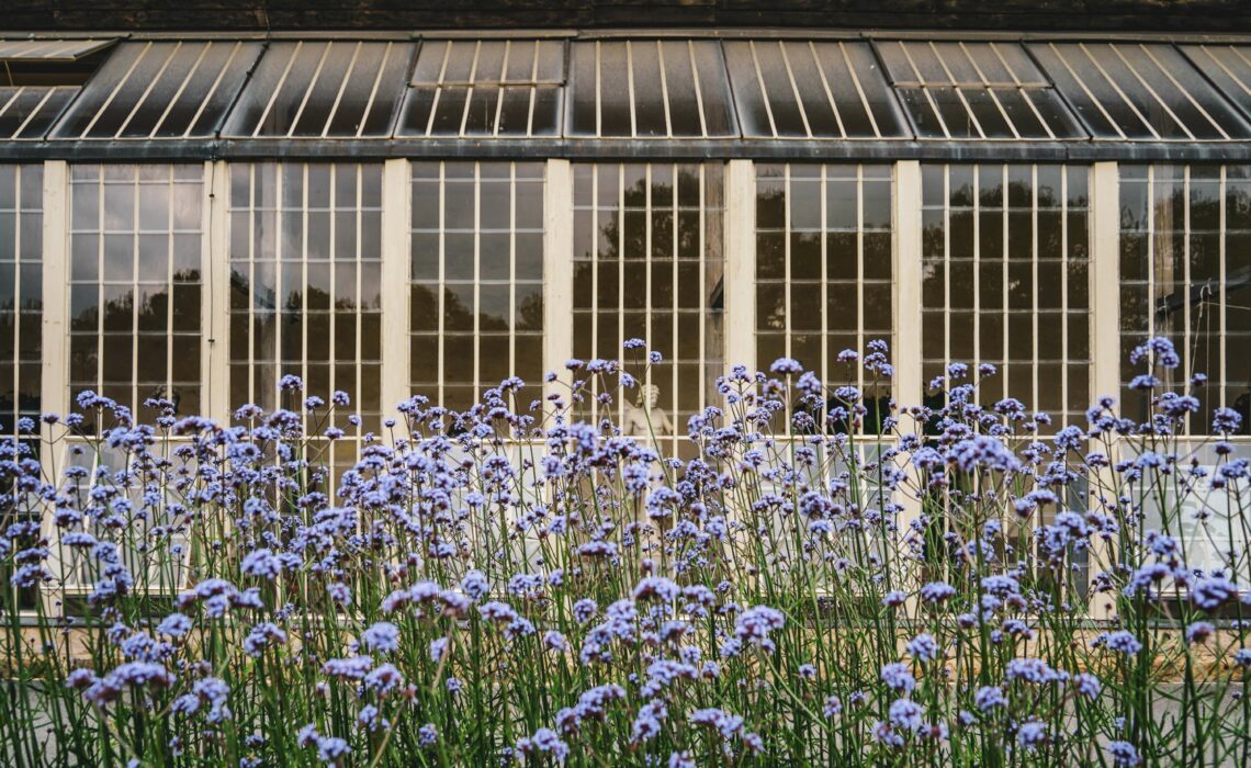 Die Glasfensterfront des Gewächshauses im Bayreuther Hofgarten mit lilafarbenen Sommerblumen.