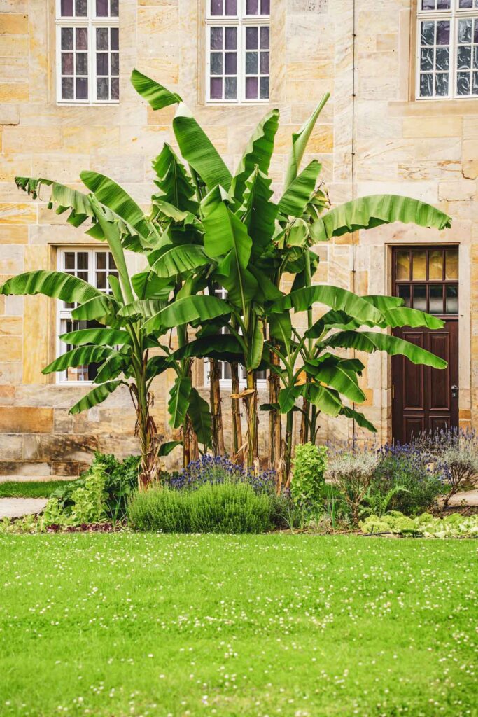 Sehenswürdigkeiten in Bayreuth: Palmen im Hoheitengärtlein des Neuen Schlosses im Hofgarten in Bayreuth