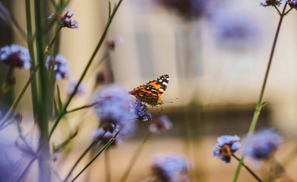 Schmetterling auf den lilafarbenen Blüten vor dem Gewächshaus des Bayreuther Hofgartens