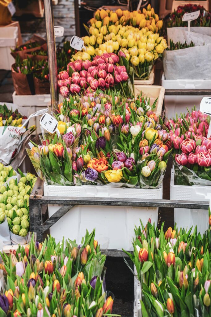 Bunte Tulpen an einem Stand auf dem Wochenmarkt des Nürnberger Hauptmarkts