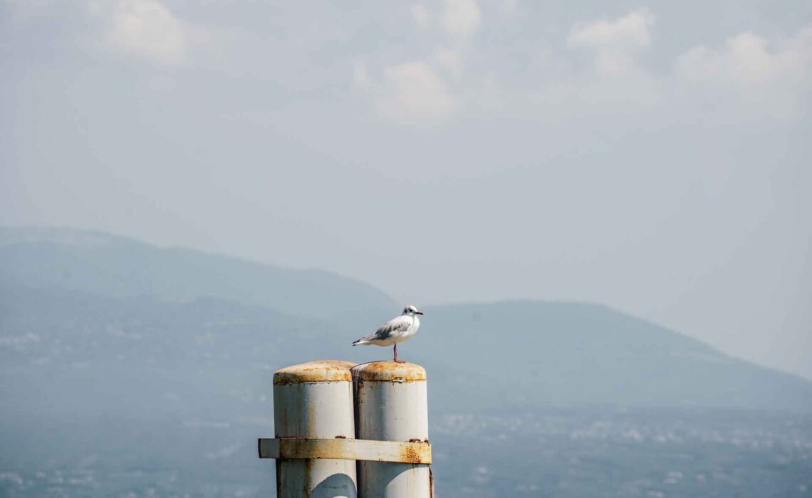 Die schönsten Orte am Gardasee: Möwe mit Bergen im Hintergrund auf einem Pfosten in Gardone Riviera