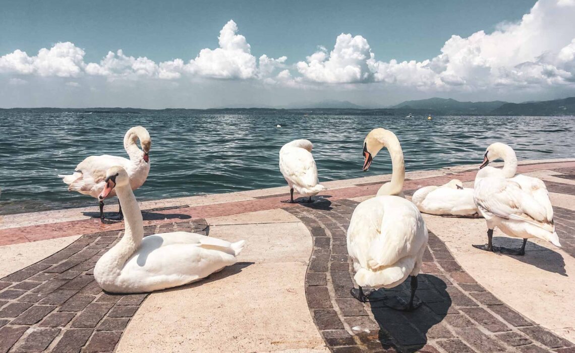 Die schönsten Orte am Gardasee: Oft gesehen: Schwäne, die sich an der Uferpromenade von Lazise tummeln