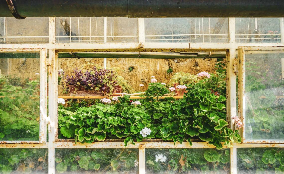 240903-Italien-Reisetipps-Gardasee-Sehenswuerdigkeiten-Isola-del-Garda-Garten-Gewaechshaus-Geranien-1920x1280-1920x1280